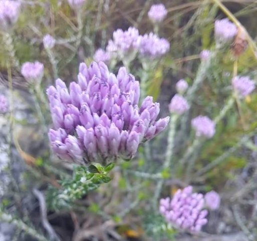 Metalasia erubescens tiny florets